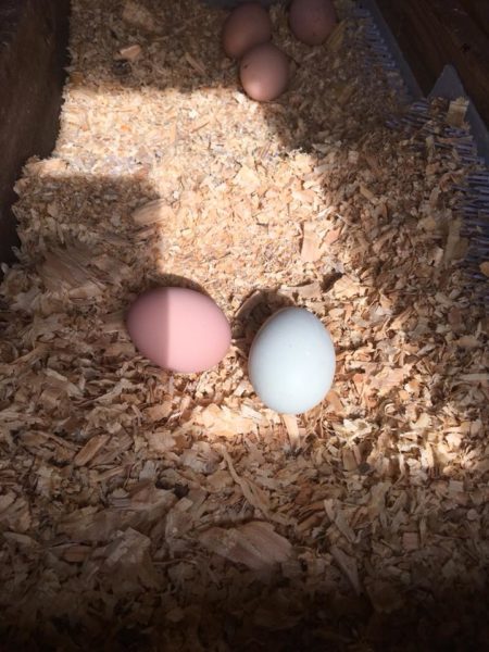 Assumption Mattese Eggs